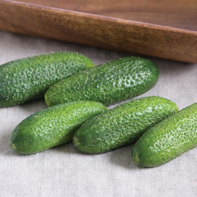 Adam Gherkin Cucumber Seeds (Cucumis sativus) [PACKET ONLY]