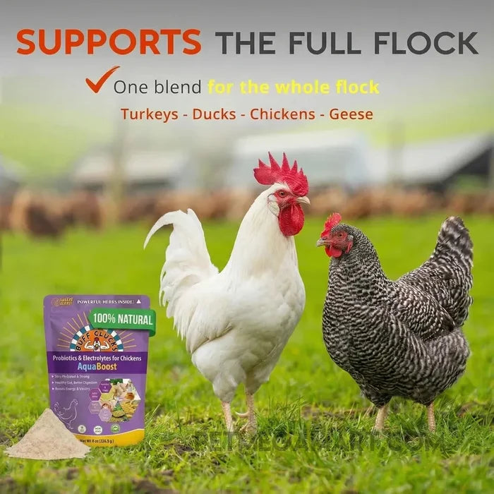 Buff Clucks AquaBoost - Chicken Electrolytes