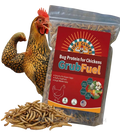 Buff Clucks GrubFuel black soldier fly larvae treat for chickens in a 1 lb resealable bag