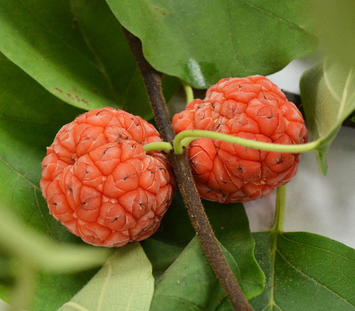 Che Seeds (Cudrania tricuspidata)