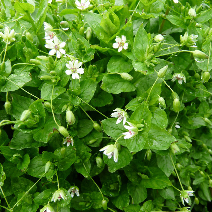 Chickweed Seeds (Stellaria media)