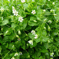 Chickweed Seeds (Stellaria media)