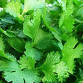 Cilantro Seeds (Coriandrum sativum)