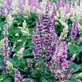 Clary Sage Seeds (Salvia sclarea)