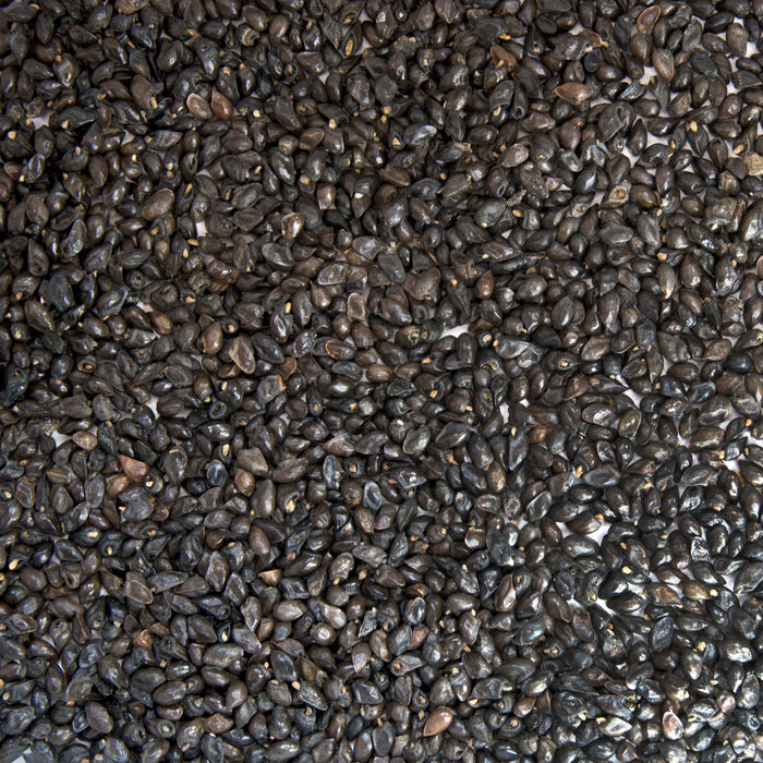 Comfrey Seeds (Symphytum officinale)