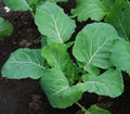 Couve Tronchuda Kale Seeds