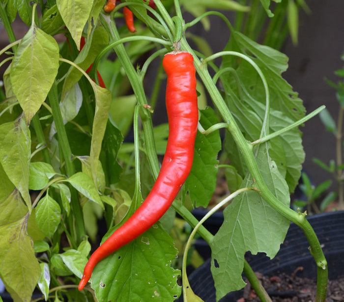Cow Horn Pepper Seeds