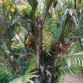 Dwarf Sugar Palm Seeds (Arenga engleri)