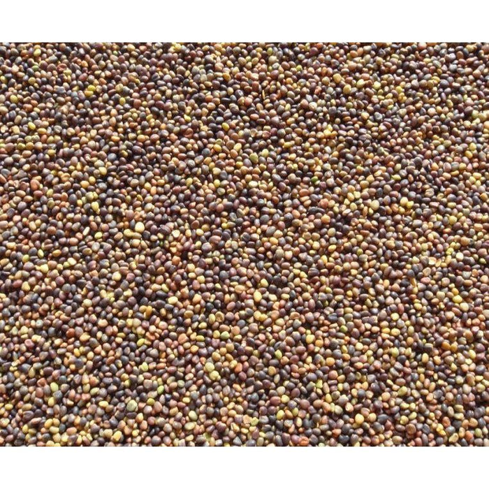 GA-9908 Medium Red Clover Seed - Seed World