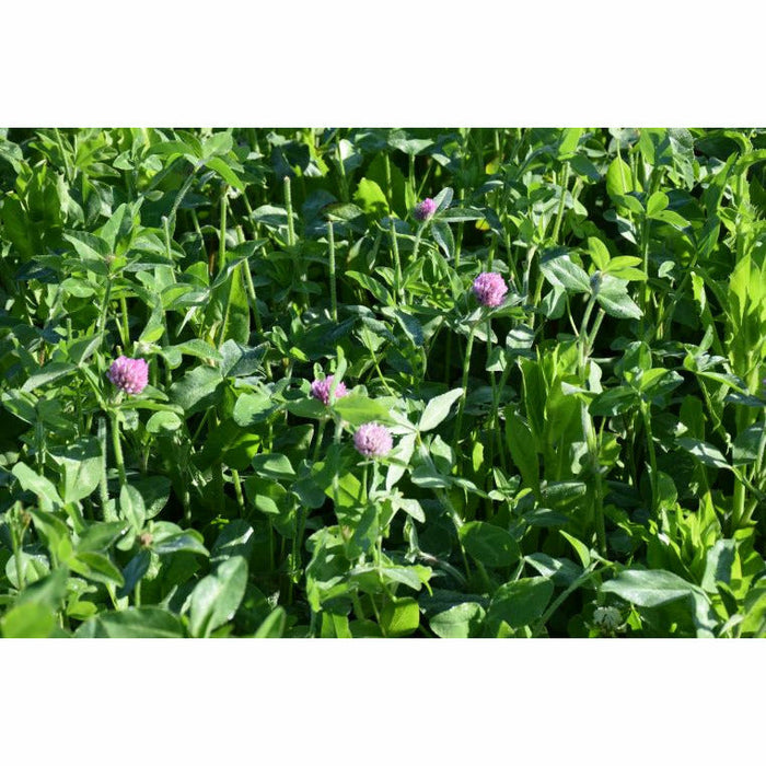 GA-9908 Medium Red Clover Seed - Seed World