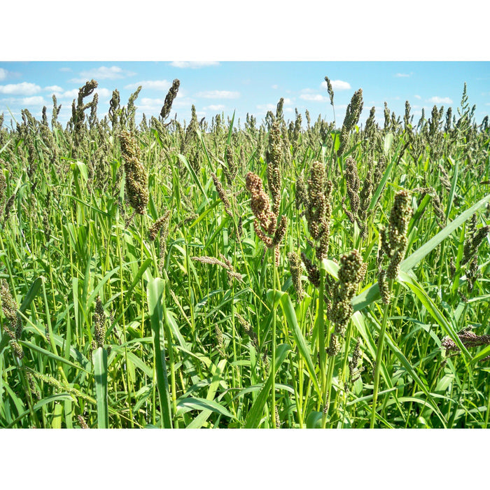 Golden German Millet - 50lbs. - Seed World
