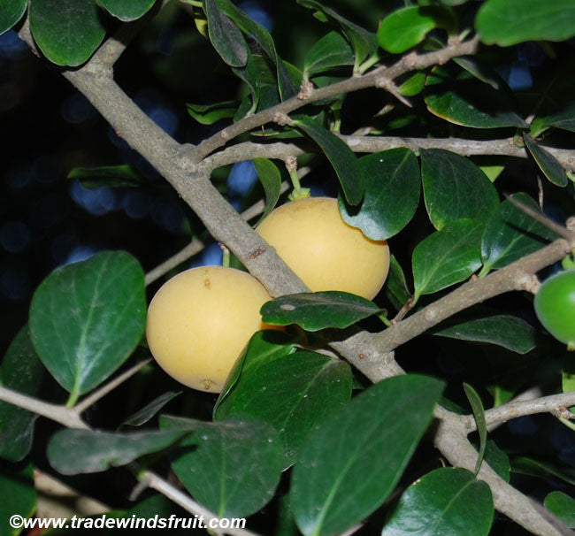 Kei Apple Seeds (Dovyalis caffra)