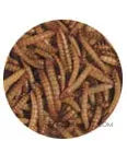Mealworms - High Protein Bird Treat