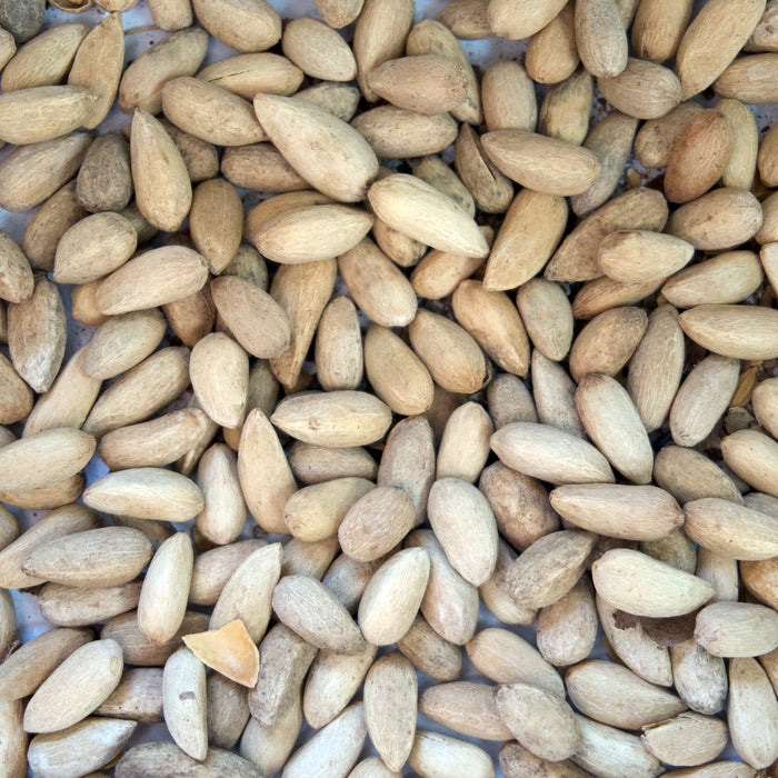 Neem Tree Seeds (Azadirachta indica)