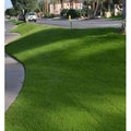 NuSprint 'Turf Type' Annual Ryegrass - Seed World