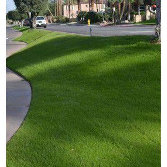 NuSprint 'Turf Type' Annual Ryegrass - Seed World