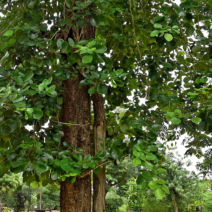 Red Sandalwood Tree Seeds (Pterocarpus santalinus) [PACKET ONLY]