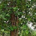 Red Sandalwood Tree Seeds (Pterocarpus santalinus) [PACKET ONLY]