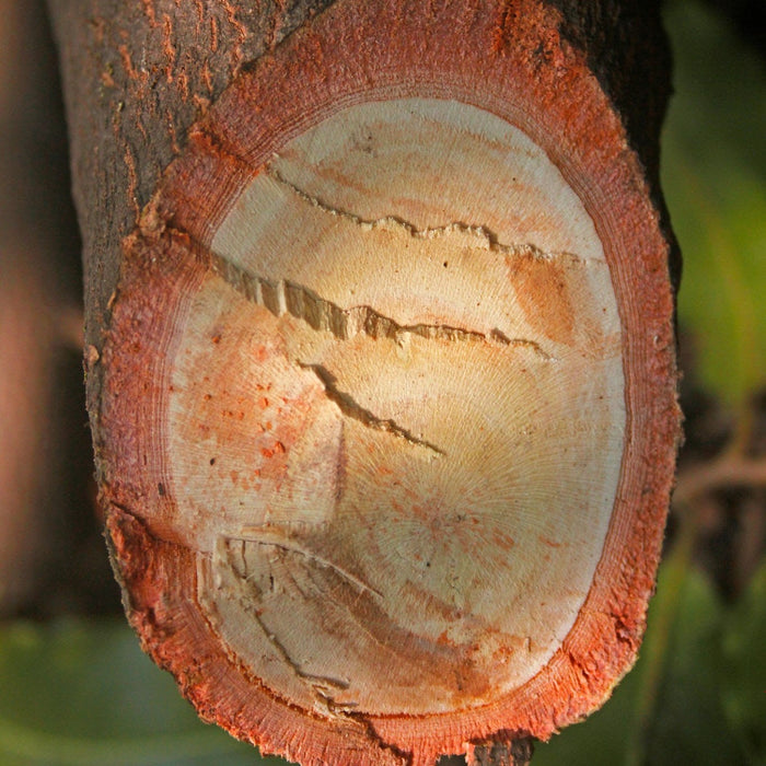 Red Sandalwood Tree Seeds (Pterocarpus santalinus) [PACKET ONLY]
