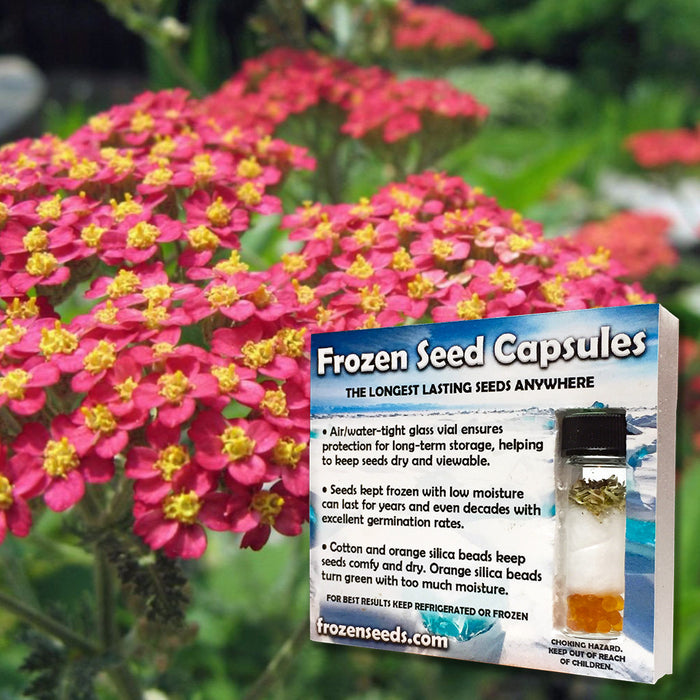 Red Yarrow Seeds (Achillea millefolium 'Cerise Queen')