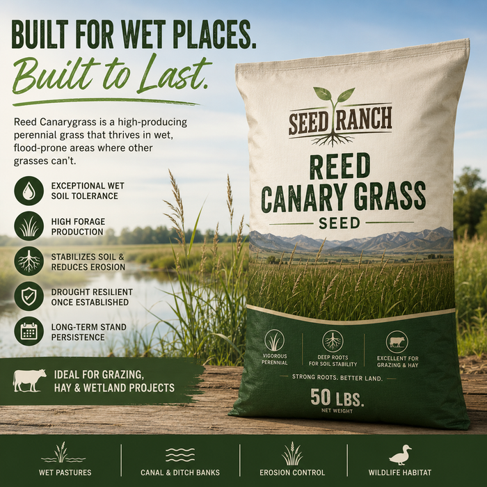 Reed Canary Grass Seed (Raw) - Seed World