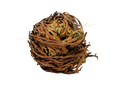 dried rose of jericho