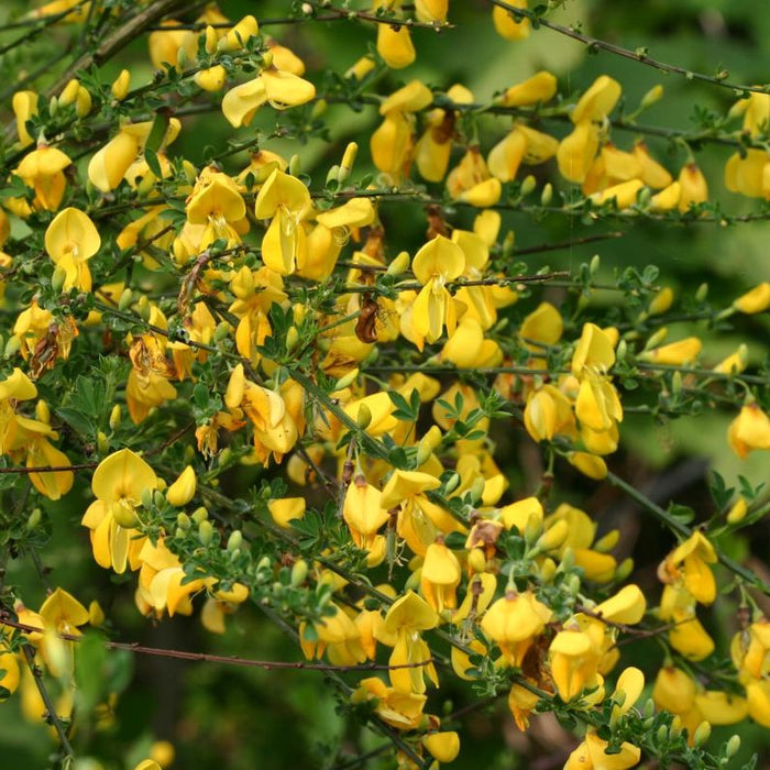 Scotch Broom Seeds (Cytisus scoparius)