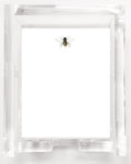 SNS205 Queen Bee