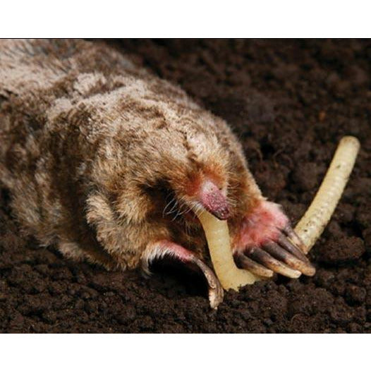 talpirid-worm