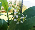 Toad Tree Seeds (Tabernaemontana elegans)