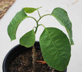 Tree Passion Flower Seeds (Passiflora macrophylla)