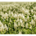 White Cloud Clover Seed - Seed World