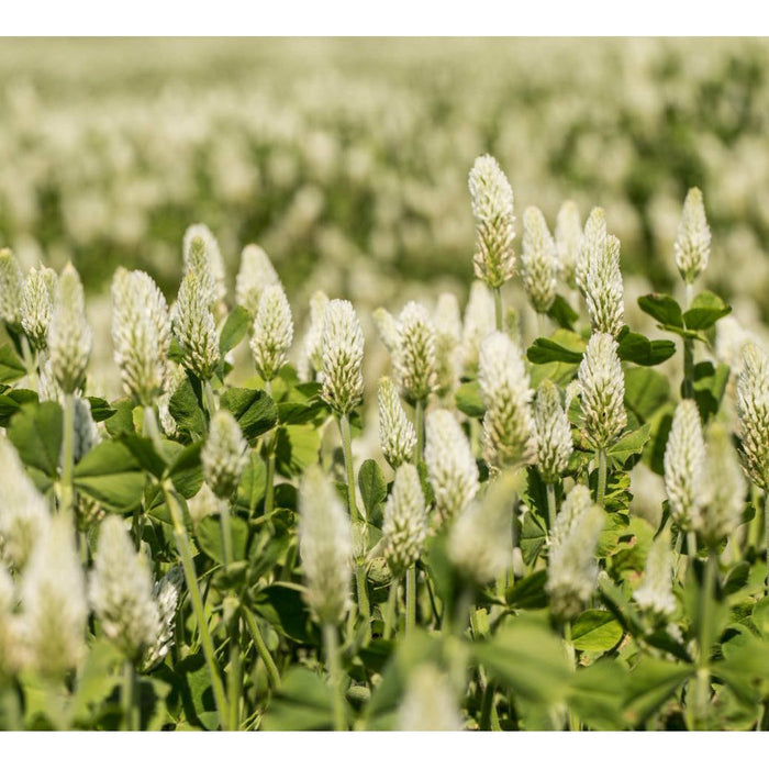 White Cloud Clover Seed - Seed World