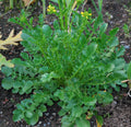 Winter Cress Seeds (Barbarea verna)