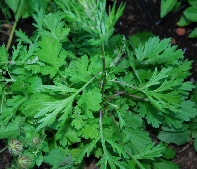 Yomogi Seeds (Artemisia princeps) [DISCONTINUED]